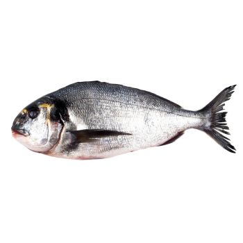 Dorada de estero (hasta 1,5 kg)