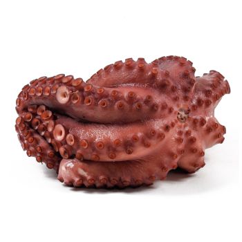 Pulpo cocido